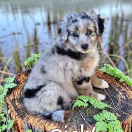 Pickle - Blue merle male Aussiedoodle puppy in Lebanon, Oregon from Abbott Family Farm