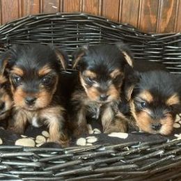 Yorkshire Terriers from Odenstead Canines