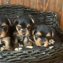 Yorkshire Terriers from Odenstead Canines