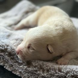 Ford - White male Pomsky puppy in Greenfield, Minnesota from SRF Pomskies