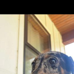 Pudgie - Dapple female Dachshund puppy in West Plains, Missouri from Spring Creek Dachshunds