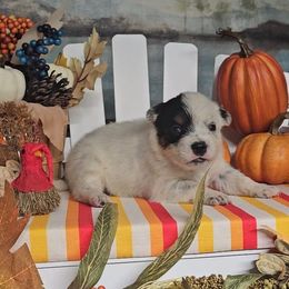 Pansy - Blue mottled female Australian Cattle Dog puppy in China Grove, North Carolina from Indigojos Australian Cattle Dogs