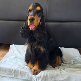 Massimo - Black and tan male English Cocker Spaniel puppy in Buffalo, Texas from The Elite ECS