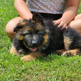 Orange - Black and red female German Shepherd puppy in Mckee, Kentucky from War Fork Mountain Shepherds