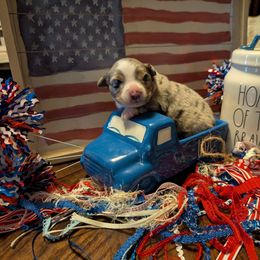 Sam - Red merle male Miniature Australian Shepherd puppy in Bryan, Texas from T6 Mini Aussies