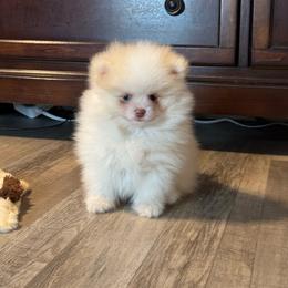 Nico - Cream male Pomeranian puppy in Stockton, California from lunas_poms