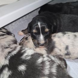 MICKEY Black tri (with tail) - Black tri-color male Australian Shepherd puppy in Rainsville, Alabama from Chaparro Farm
