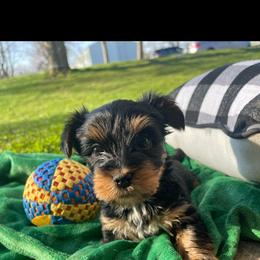 Yorkshire Terrier Puppies from TK PUPS