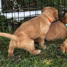 Miss Orange previously Moss Green - Golden female Golden Retriever puppy in Stratton, Colorado from Anam Cara Retrievers