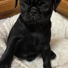 Pugs from Brenda's Precious Pugs
