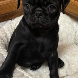 Pugs from Brenda's Precious Pugs