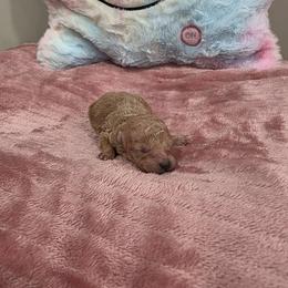 Xena (AKC) - Apricot female Poodle puppy in Rainbow City, Alabama from Spinks Poodles