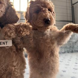 Bernedoodle, Cockapoo, and Goldendoodle Puppies from Avery Doodle Day LLC