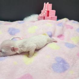 Girl 1 - White female Maltese puppy in Selma, North Carolina from Havenkennels