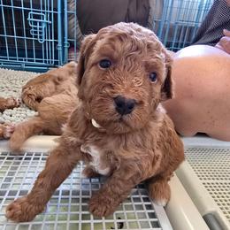 9 to 5 - White Collar - Red male Double Doodle puppy in Rowlett, Texas from Parrish Precious Ones Texas