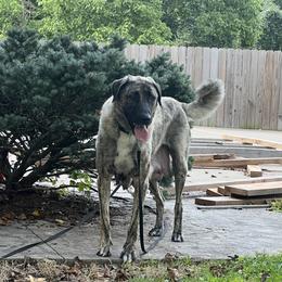 Rey - Anatolian Shepherd Dog