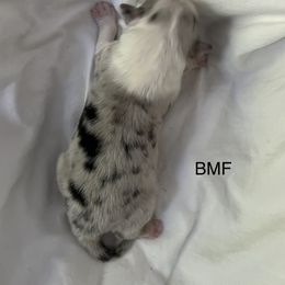 Australian Shepherd Puppies from FairWilde Farm