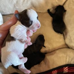 Maltese, Miniature Schnauzer, and Yorkshire Terrier Puppies from Sassy Yorkie Love Alabama