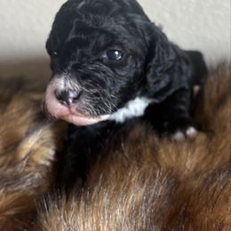 Sparkle - Parti female Poodle puppy in Lance Creek, Wyoming from CK Poodles LLC