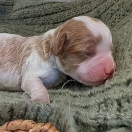 Boy 1 - Blenheim male Cavapoo puppy in Mapleton, Illinois from Gardner Lane Puppies