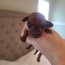Nilla - Red male Dachshund puppy in Okeechobee, Florida from Far Far Away Dachshunds