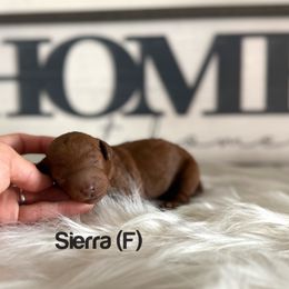 Sierra - Red  female Poodle puppy in Queen Creek, Arizona from Poised Poodles