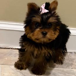 BABY SMALL GIRL - Black and gold female Yorkshire Terrier puppy in Maple Heights, Ohio from Yorkiesllc