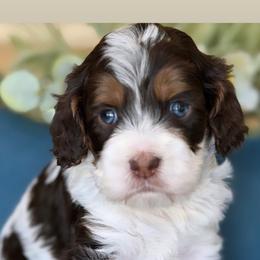 Venice - Brown and white male Cockapoo puppy in Yuciapa, California from AlltheDoodlez_