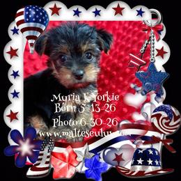 Myra - Black and tan female Yorkshire Terrier puppy in Silverhill, Alabama from Malteseuluv’s Tiny Treasurers