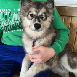 Siberian Husky Puppies from Arctic Circle Kennels