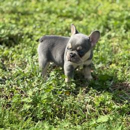 Dolly - Blue female French Bulldog puppy in Wann, Oklahoma from OG’s Frenchies