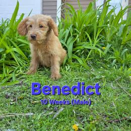 Benedict - Red male Labradoodle puppy in Genoa City, Wisconsin from Sakura Pups