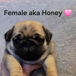 Honey - Fawn female Pug puppy in Hannibal, New York from Perfectly Picked Pugs