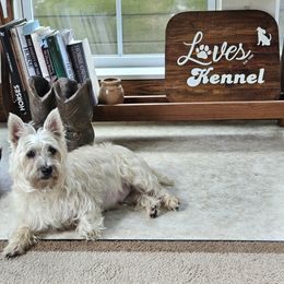 Harley - Cairn Terrier