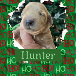 Hunter - Apricot male Goldendoodle puppy in Stroudsburg, Pennsylvania from Momma’s Mini Goldendoodles