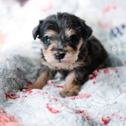 Galinda - Merle female Schnoodle puppy in Grove, Oklahoma from Grand Lake Poodles & Doodles