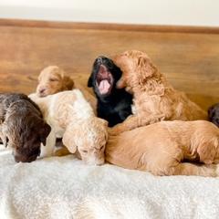 Double Doodle and Labradoodle Puppies from Magnolia & Finn Doodles