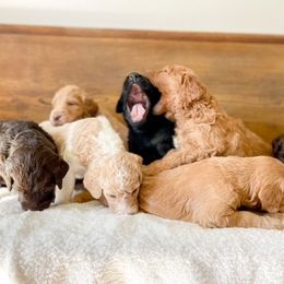 Double Doodle and Labradoodle Puppies from Magnolia & Finn Doodles