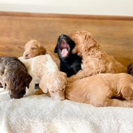 Double Doodle and Labradoodle Puppies from Magnolia & Finn Doodles
