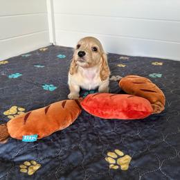 Olive- (Harp) - Cream female Dachshund puppy in Wolf Lake, Indiana from Canisteo Dachshunds