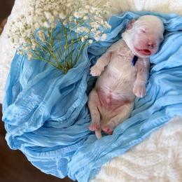 Aster (Blue) - Parti male Goldendoodle puppy in Payson, Utah from Life_on. Paws