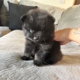 Fluffy - Black and tan Pomeranian puppy in Melbourne, Florida from Temple pomeranians