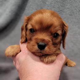 Teddy - Ruby male Cavalier King Charles Spaniel puppy in Romeoville, Illinois from KonopkaKennelsLLC