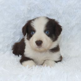 Boy 5 - Red tri-color Australian Shepherd puppy in Cleburne, Texas from Hudson Farm