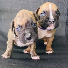 Boxer Puppies from Kruse Boxers
