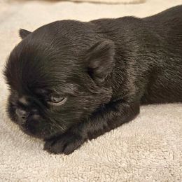 Boy 1 - Black male Brussels Griffon puppy in Fyffe, Alabama from BamaBrussels