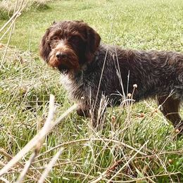 Wirehaired Pointing Griffons from PrairieWind Preserve