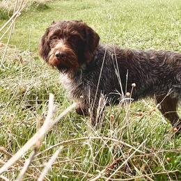 Wirehaired Pointing Griffons from PrairieWind Preserve