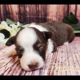 Penelope - Red tri female Miniature Australian Shepherd puppy in Macomb, Missouri from Faunus Farms and Aussies