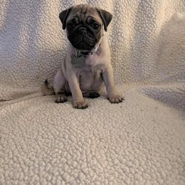 Pug Puppies from Lisa's Pugalicious Pugs